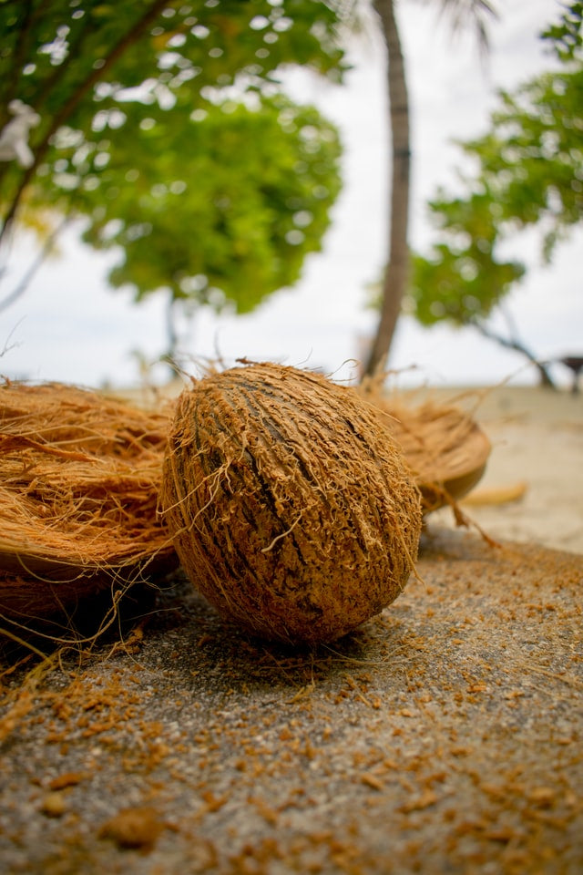 Coconuts for Coconuts!